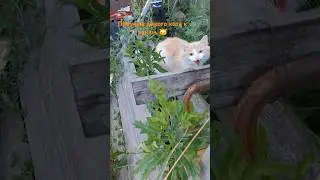 #вологда дикий, но кушать хочет.