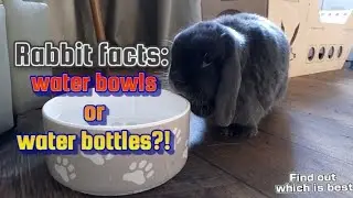 should rabbits drink from WATER BOWLS or WATER BOTTLES?!