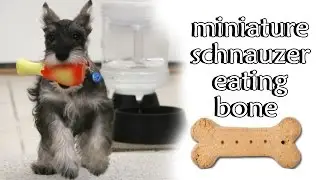 Miniature schnauzer - with my two incredible paws holding treat - Eating Chewing Bone