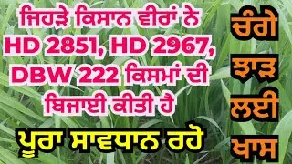 ਜਿੰਨਾਂ ਨੇ ਕਣਕ DBW 222, HD 2967, HD 2851 ਕਿਸਮ ਬੀਜੀ ਹੈ ਸਾਵਧਾਨ ਰਹੋ | Daily Inspection of wheat crop