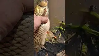 Рыбалка Белый Амур Утопили  Рыбу