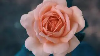 Твоей я милости - Минус