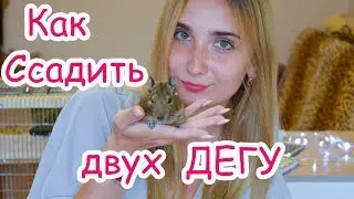 Как Ссадить Двух ДЕГУ вместе