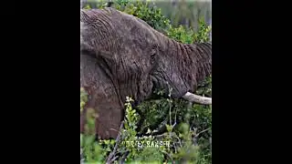 Animal Elimination Wheel PT.37
