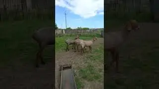 Годовалый ярки с нашего хозяйства
