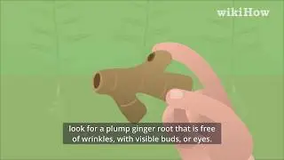 How to Grow a Ginger Plant