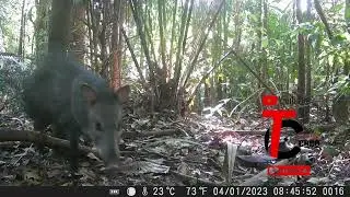 Animais incríveis na floresta Amazônica.