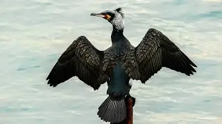 Karabatak / Great Cormorant  vahşi yaşam /doğa /wildlife /bosphorus /İstanbul un kuşları