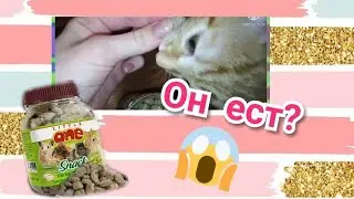 Кот ест лакомства для хомяка?😱 #shorts А они не вредные?
