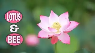 Close Up View Of Pink Lotus Flower & Bee