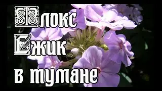 Флокс Ежик в Тумане