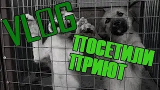 ПОСЕТИЛИ СОБАЧИЙ ПРИЮТ. ВЛОГ | VLOG