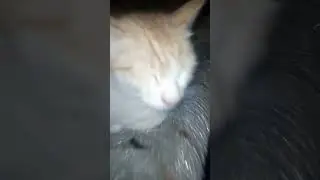 chipichipichapachapa