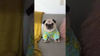 Meet Loulou: the pug who can’t catch a thing 