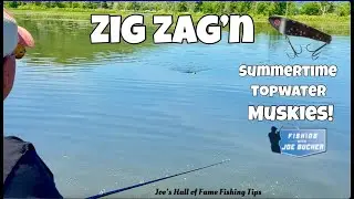 Zig Zag'n Early Summer Topwater MUSKIES!