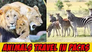 Animals That Live In Packs||Learn Animals That Live I'm Groups#animalvideoforkids
