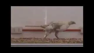 Chicken walking like a dinosaur
