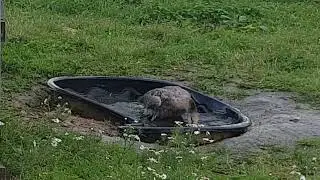 Купальня Григория)))