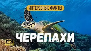 🐢 Turtles Fun Facts