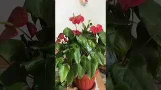 Антуриум, обрезка пожелтевших листьев, зачем и как это делать