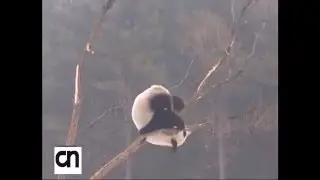 Real Life Kung Fu Panda shows Climbing Skills, Performs Stunts