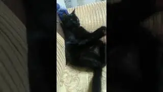 tontisim oyun oynayir
