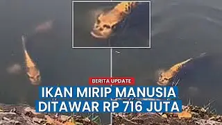 Ikan yang Mirip Wajah Manusia Sempat Viral, Kini Ditawar Rp 716 Juta