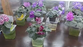 Омоложение моей коллекции фиалок