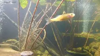 Pond