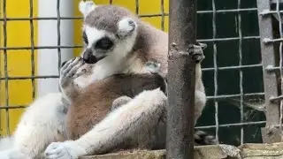 Мамочка лемур КАЧАЕТ НА РУКАХ малыша!