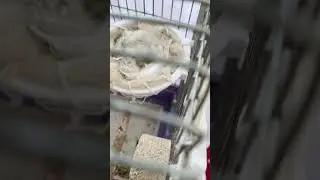 harika takm saka kanarya  eşleşmesi