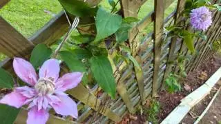 Sasanqua Camellia Welcome 11/15/15