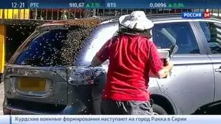 двадцать тысяч пчел превратили жизнь автомобилиста в двухдневный кошмар