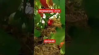 урожай помидор 2024 в теплице, мобильная помидора, пустая перегнойная яма. сад и огород.