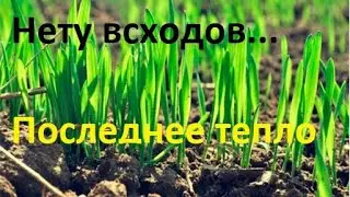 Нету всходов