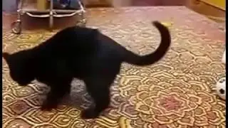 Кот и ласка
