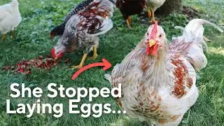 My Hens Stopped Laying Eggs... Now What?