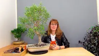 Бонсай из взрослого фикуса Бенджамина (ч.3).