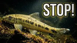Don’t Be Fooled: 7 ‘Safe’ Beginner Fish That KILL Your Aquascape