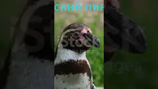 Необычные птицы😘