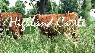 Shaggy Highland Cattle | Shot on iPhone 8 Plus | 4k