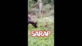 The Best Food For Them