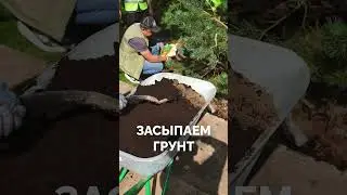 КАК ПОСАДИТЬ ДЕРЕВО? #посадка #дерево #shorts