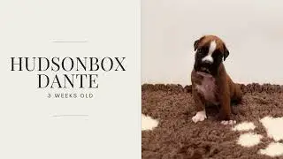 Hudsonbox Dante @ 3 weeks old