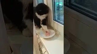 не нравится мясо Мур 15 Октября 2024.