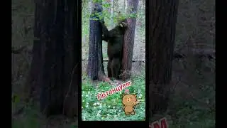 Медведь чешет  спину