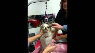 Gluing Puppy Ears