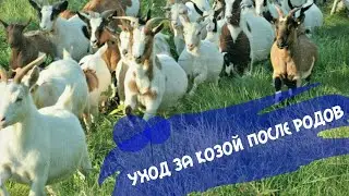 Как ухаживать за козой после родов