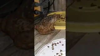 sapo de estimação 