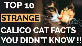 Top 10 Calico Cat Facts That Will Amaze You !! | Calico Cat Personality